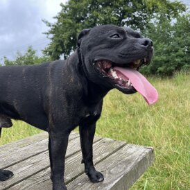 Staffordshire Bull Terrier