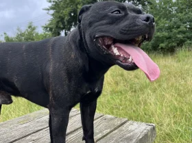 Staffordshire Bull Terrier
