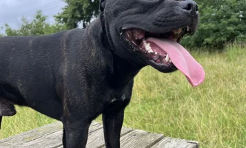 Staffordshire Bull Terrier