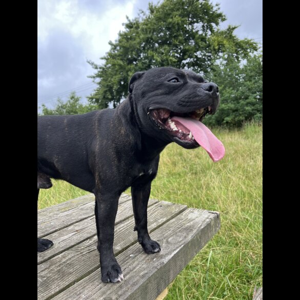 Staffordshire Bull Terrier
