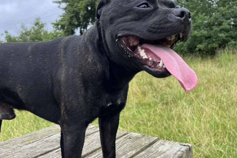 Staffordshire Bull Terrier
