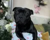 Staffordshire Bull Terrier