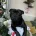Staffordshire Bull Terrier