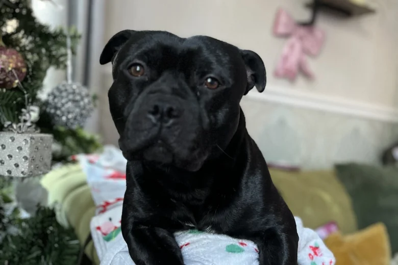 Staffordshire Bull Terrier