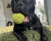 Staffordshire Bull Terrier