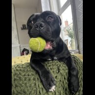Staffordshire Bull Terrier