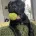 Staffordshire Bull Terrier