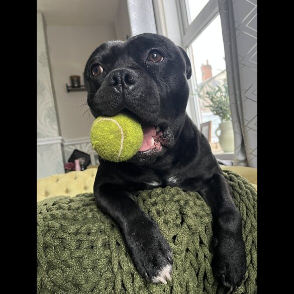 Staffordshire Bull Terrier