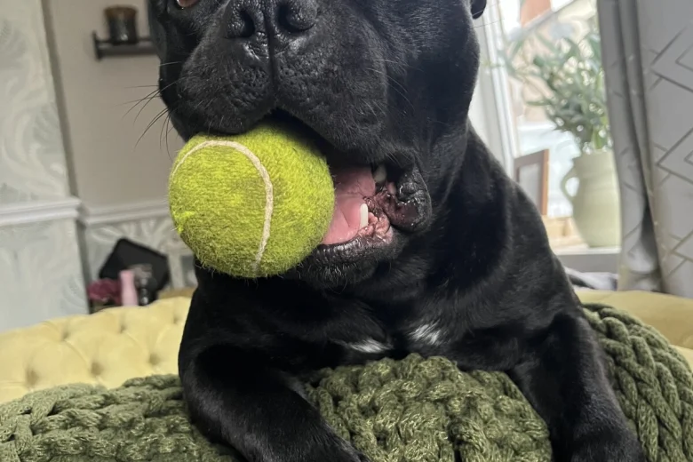 Staffordshire Bull Terrier