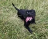 Staffordshire Bull Terrier