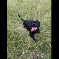 Staffordshire Bull Terrier