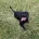 Staffordshire Bull Terrier