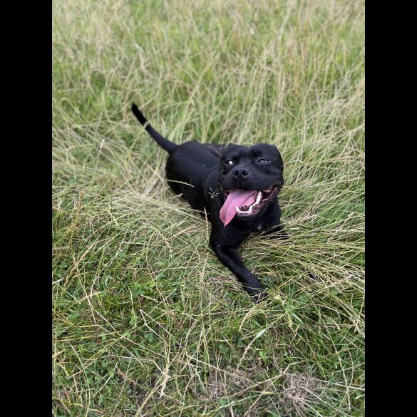 Staffordshire Bull Terrier