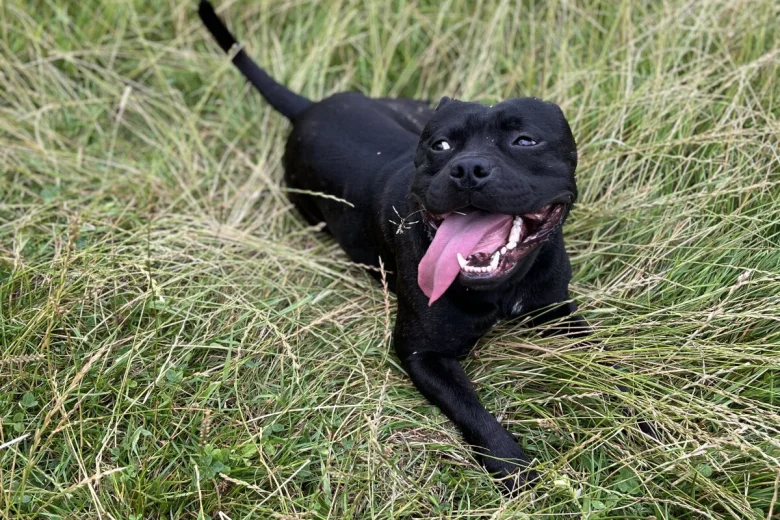 Staffordshire Bull Terrier