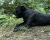 Staffordshire Bull Terrier