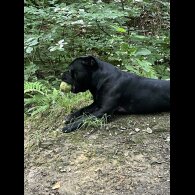 Staffordshire Bull Terrier