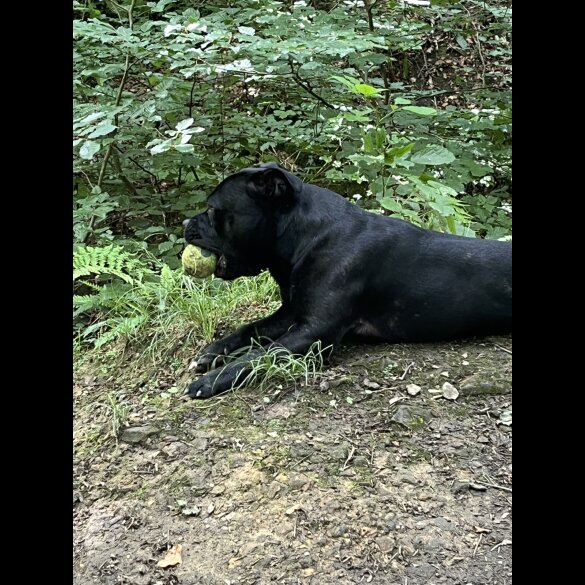 Staffordshire Bull Terrier