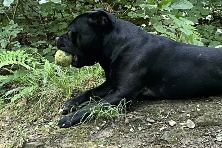 Staffordshire Bull Terrier
