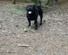 Staffordshire Bull Terrier