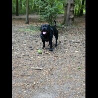 Staffordshire Bull Terrier