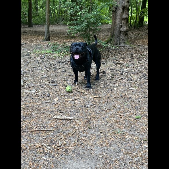 Staffordshire Bull Terrier