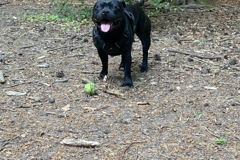 Staffordshire Bull Terrier