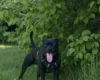 Staffordshire Bull Terrier