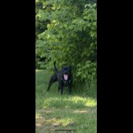 Staffordshire Bull Terrier