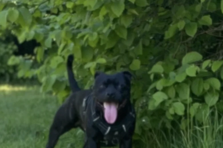 Staffordshire Bull Terrier