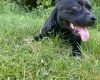Staffordshire Bull Terrier