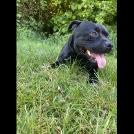 Staffordshire Bull Terrier
