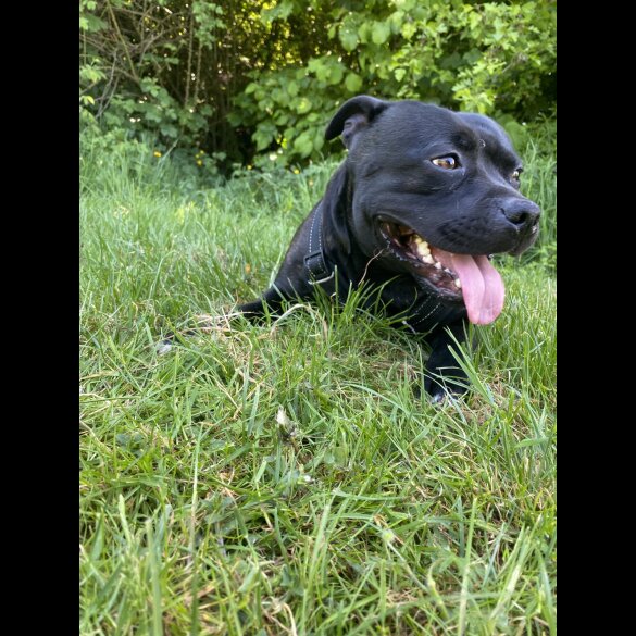 Staffordshire Bull Terrier