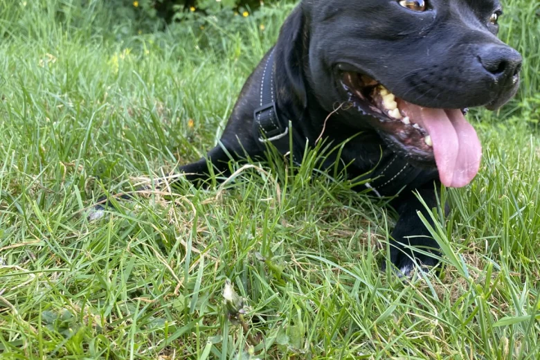 Staffordshire Bull Terrier