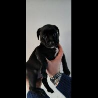 Staffordshire Bull Terrier