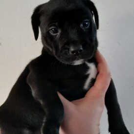 Staffordshire Bull Terrier