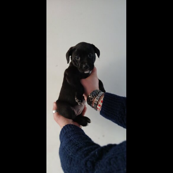 Staffordshire Bull Terrier