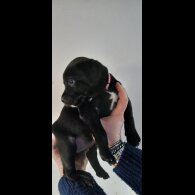 Staffordshire Bull Terrier