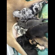 Staffordshire Bull Terrier