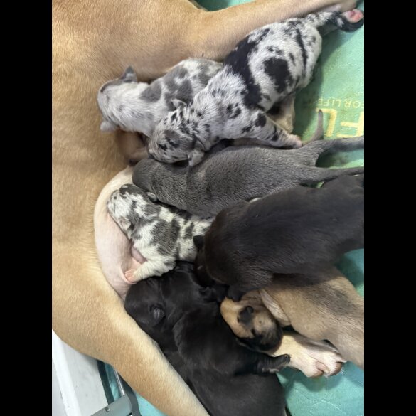 Staffordshire Bull Terrier