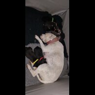 Staffordshire Bull Terrier