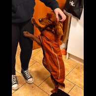 Cocker Spaniel (Working)