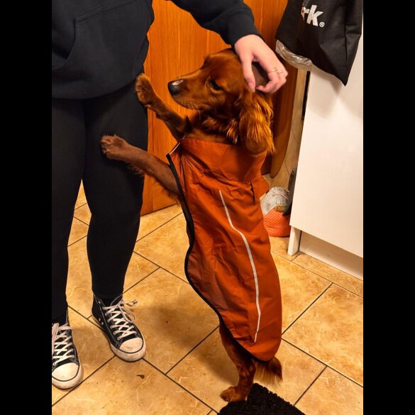 Cocker Spaniel (Working)