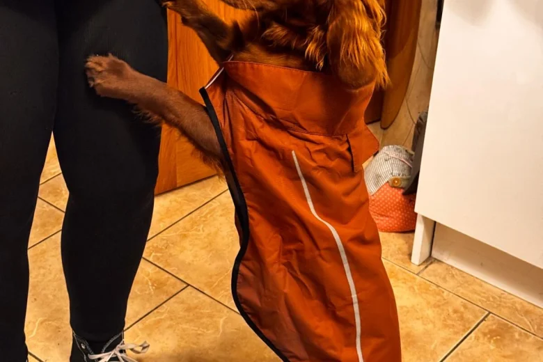 Cocker Spaniel (Working)