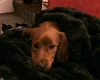 Cocker Spaniel (Working)