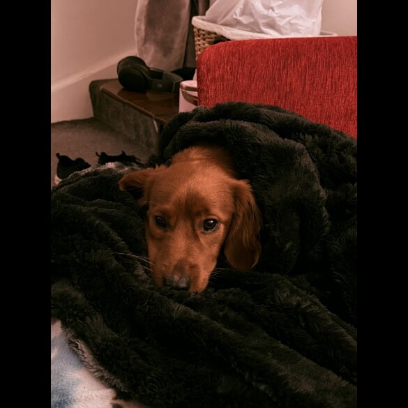 Cocker Spaniel (Working)