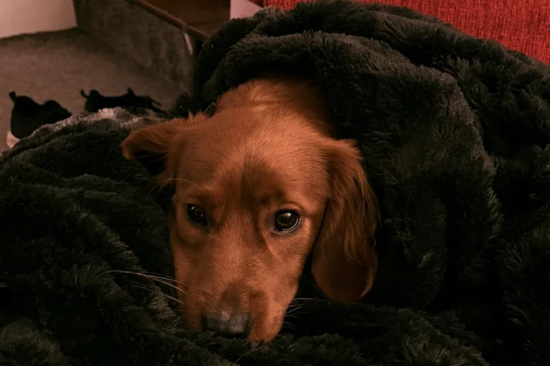Cocker Spaniel (Working)