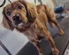Cocker Spaniel (Working)