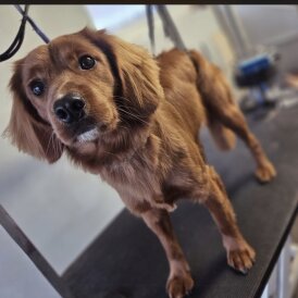 Cocker Spaniel (Working)