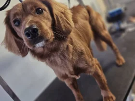 Cocker Spaniel (Working)