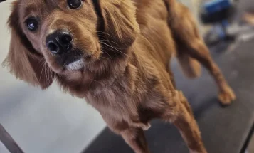 Cocker Spaniel (Working)
